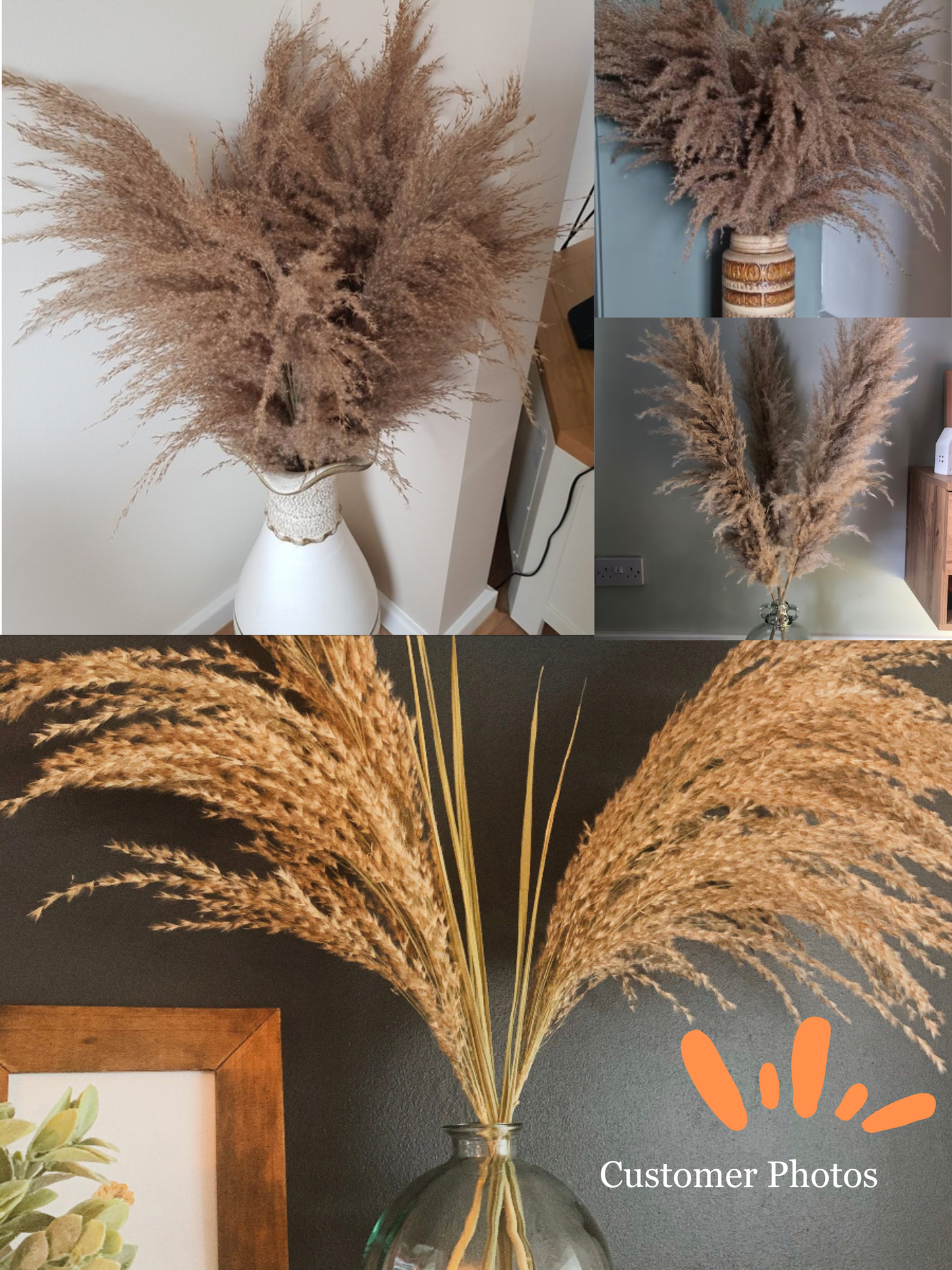 Fluffy Brown Pampas Grass
