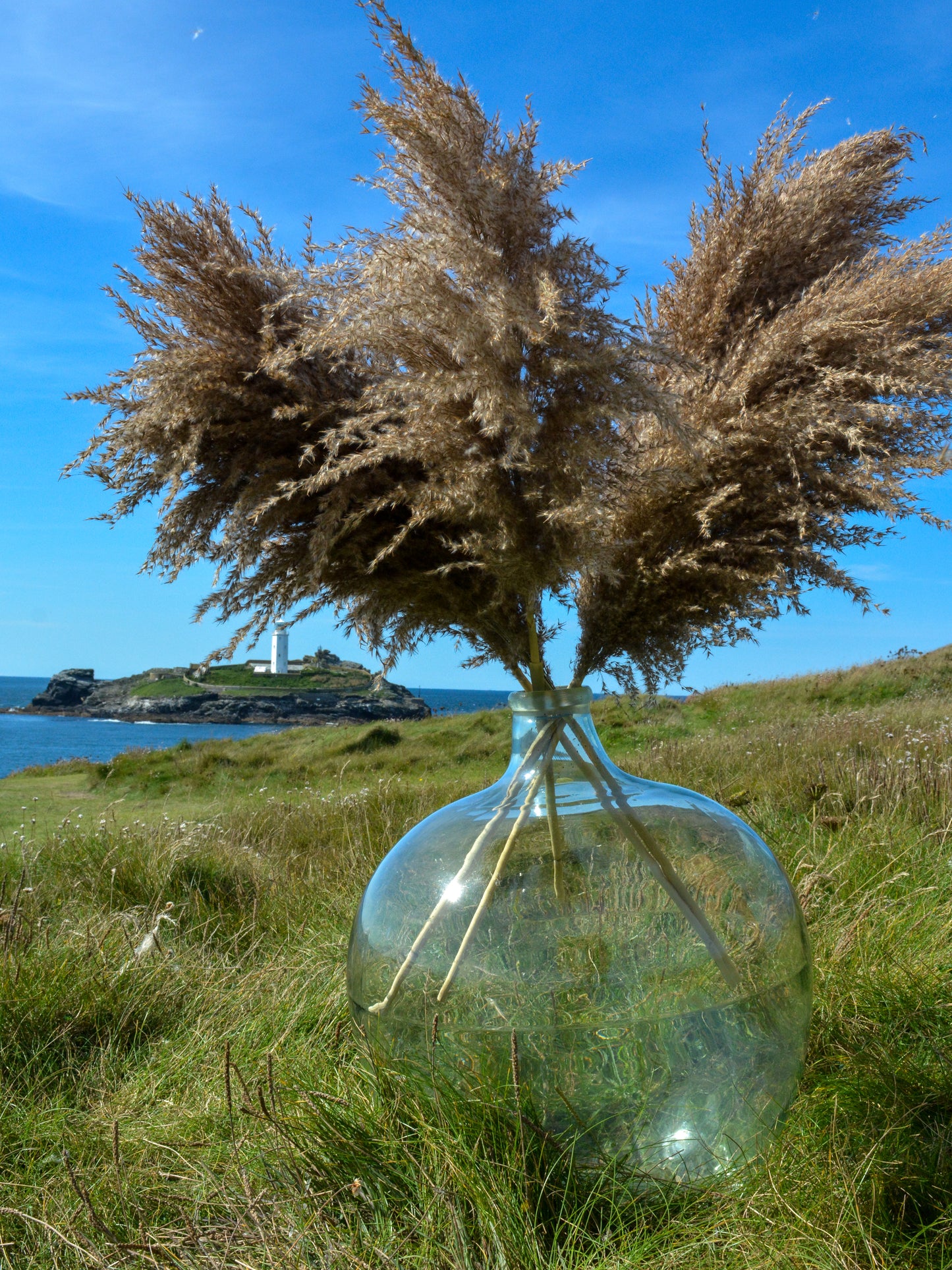 Fluffy Brown Pampas Grass