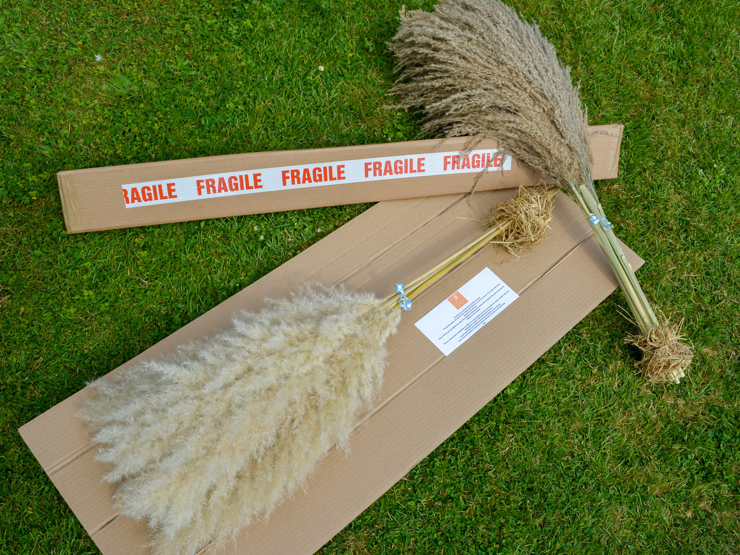 Fluffy Brown Pampas Grass