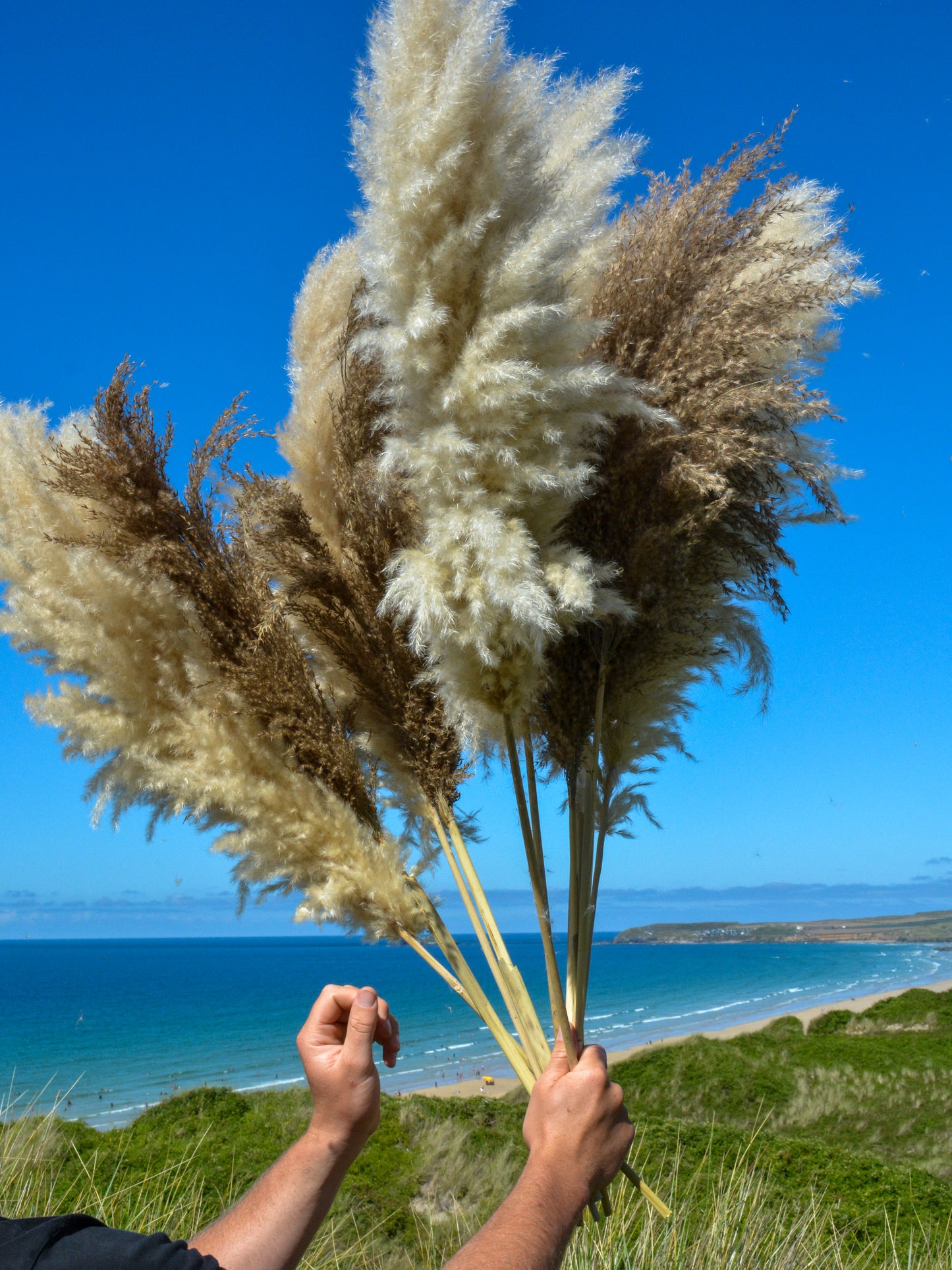 MIXED Bundle of 5 Luxury Fluffy Pampas Grass (3White/2Brown)