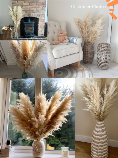 Luxury Large Fluffy Cornish Pampas Grass
