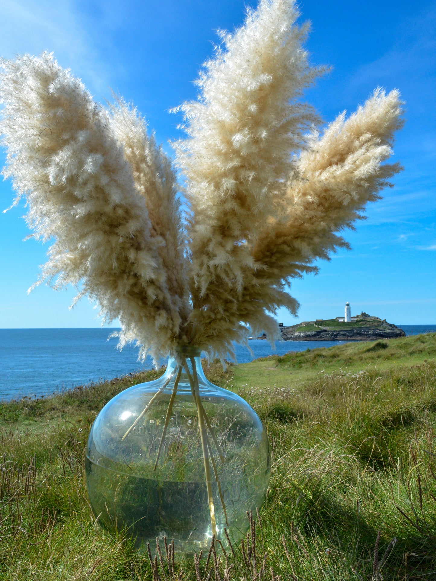 Luxury Large Fluffy Cornish Pampas Grass