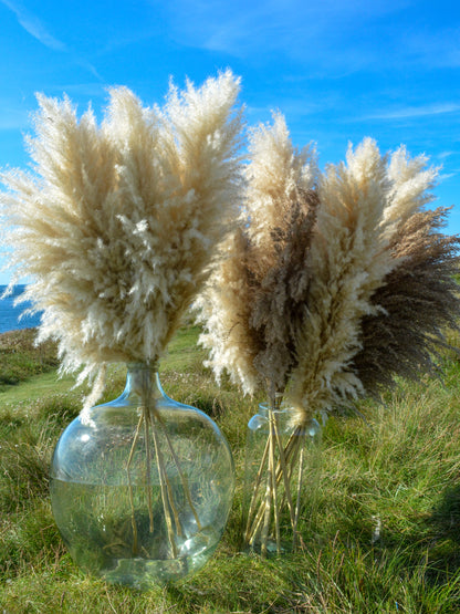 MIXED Bundle of 10 Luxury Fluffy Pampas Grass (5White/5Brown)