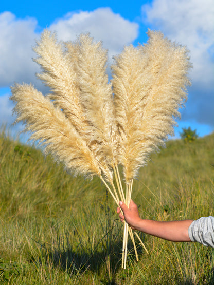Luxury Large Fluffy Cornish Pampas Grass