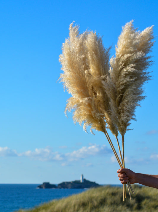 Luxury Large Fluffy Cornish Pampas Grass