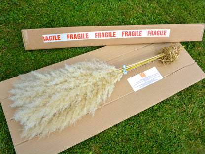 Cornish Pampas Grass – Floristry Pack Bundle (50 Stems)