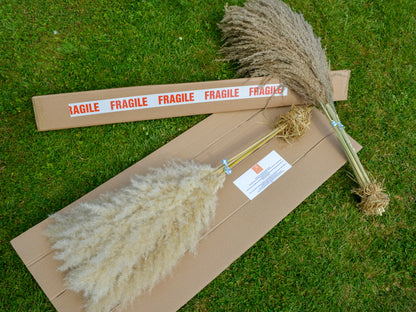 Fluffy Brown Pampas Grass