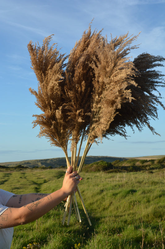 Fluffy Brown Pampas Grass