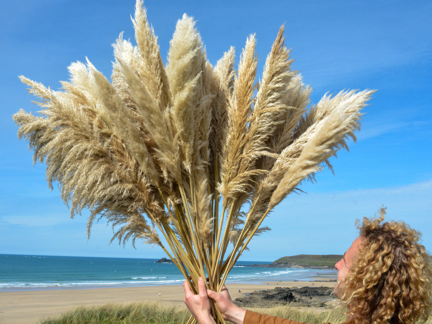 Cornish Pampas Grass – Floristry Pack (25 Stems)