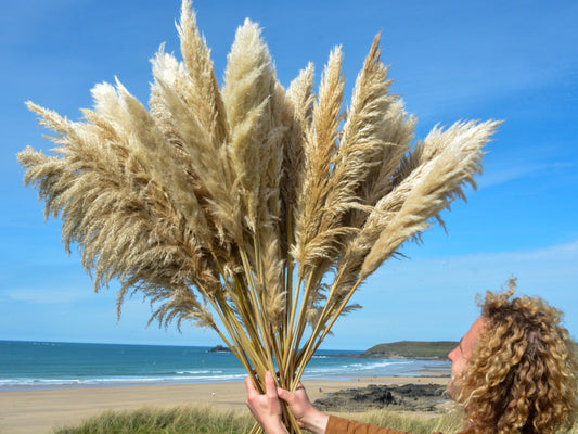 Cornish Pampas Grass – Floristry Pack Bundle (50 Stems)