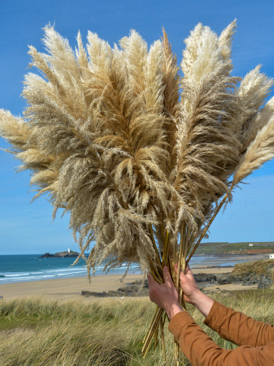 Cornish Pampas Grass – Floristry Pack (25 Stems)