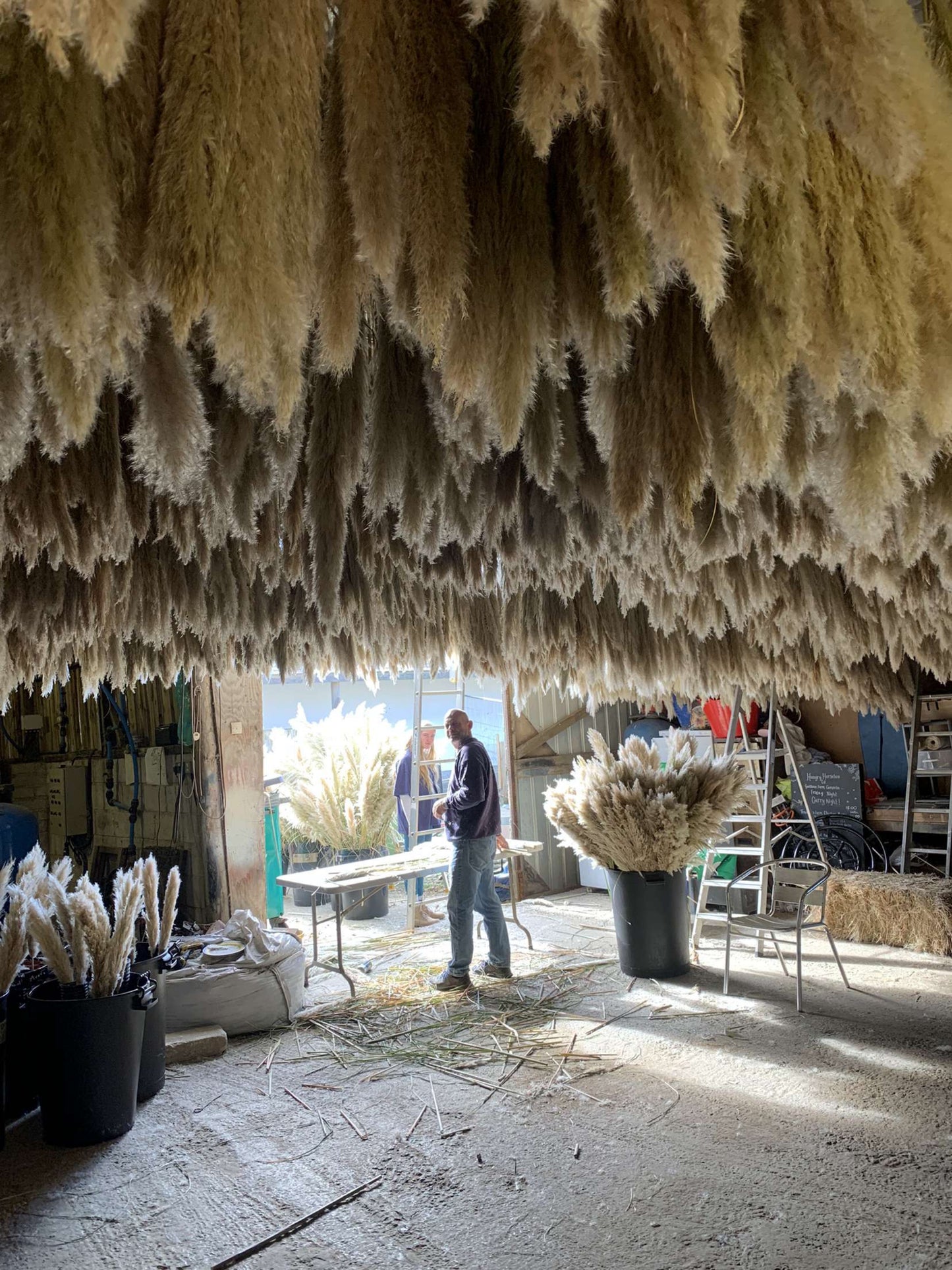 Cornish Pampas Grass – Floristry Pack (25 Stems)