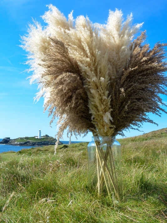 MIXED Bundle of 10 Luxury Fluffy Pampas Grass (5White/5Brown)