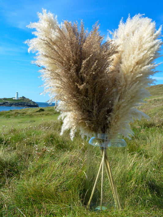 MIXED Bundle of 5 Luxury Fluffy Pampas Grass (3White/2Brown)